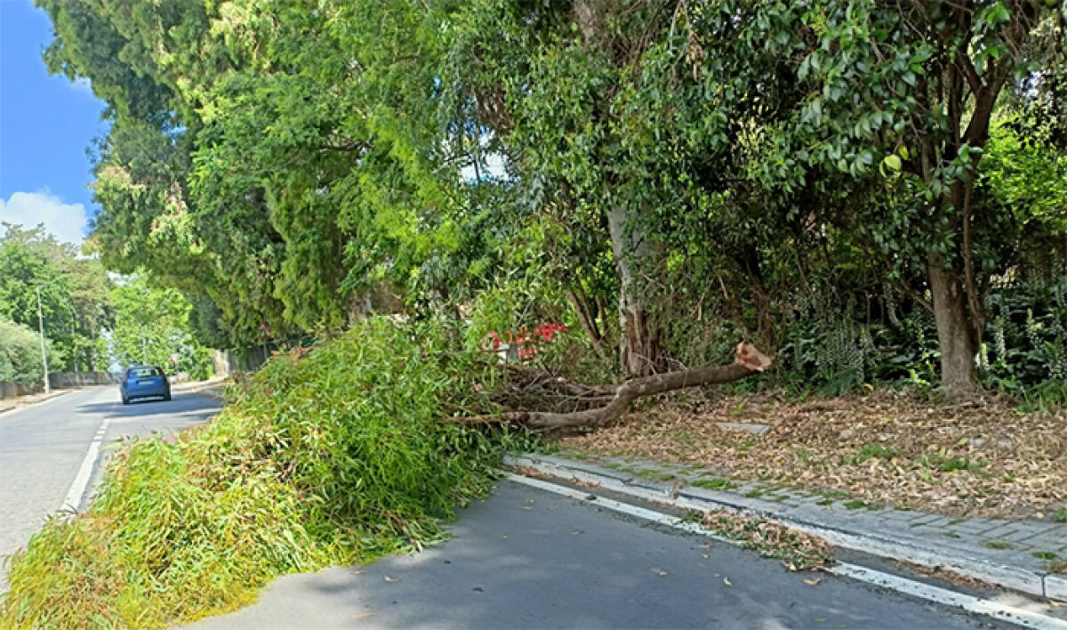 Un grosso ramo precipita in strada lungo via del Commercio, ad Aprilia. - 