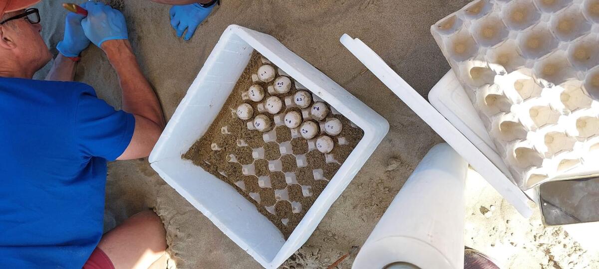 Cammina in spiaggia a Terracina e avvista una tartaruga Caretta Caretta: aveva deposto 119 uova - 