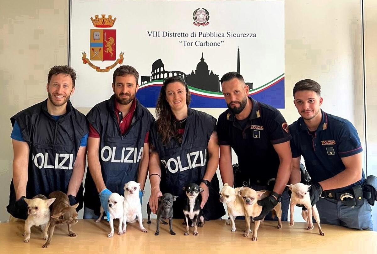 9 splendidi cuccioli di Chihuahua salvati dalla Polizia. Erano chiusi in auto. Denunciata la proprietaria. - 