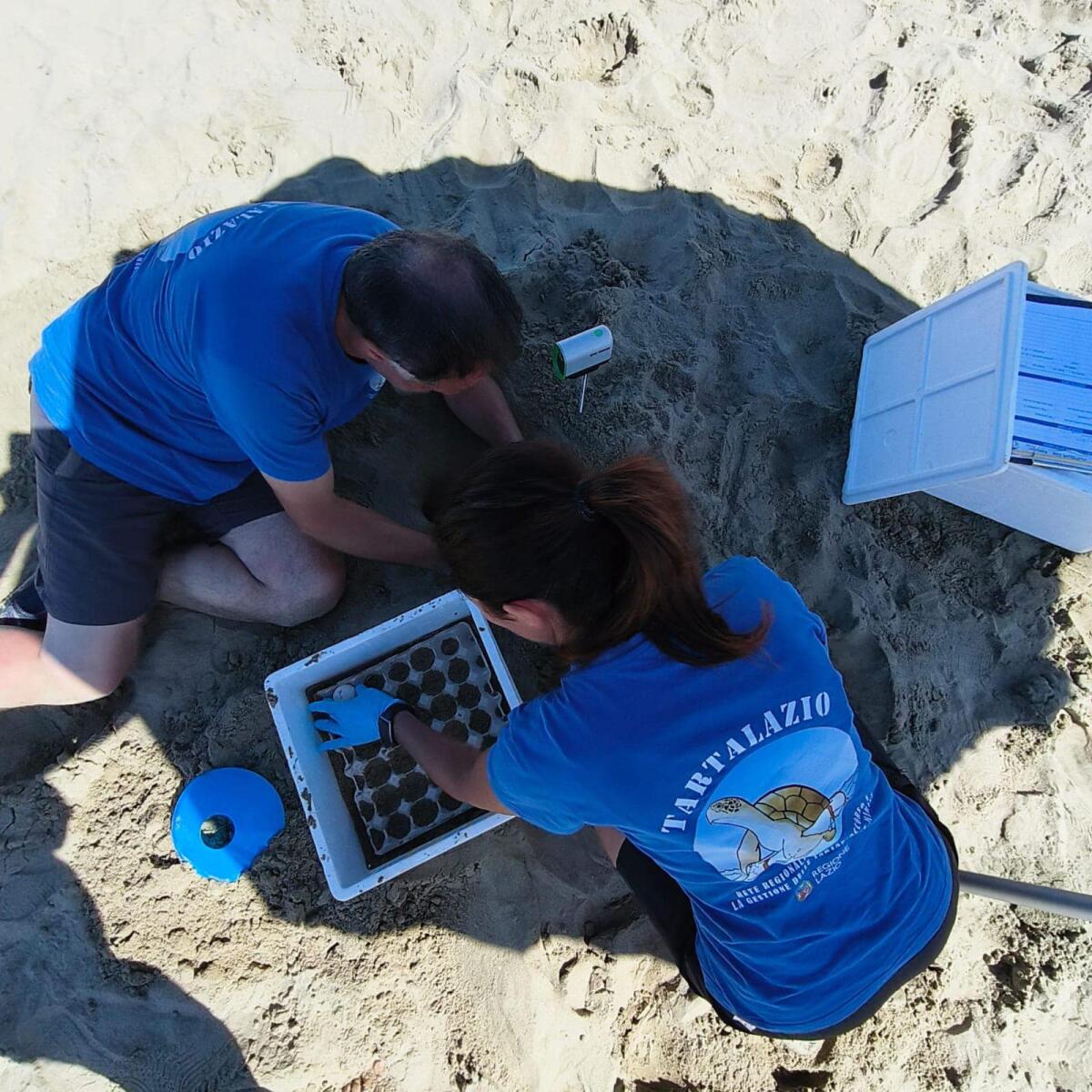 Un altro nido di Caretta Caretta a Sabaudia: 93 uova messe in sicurezza - 