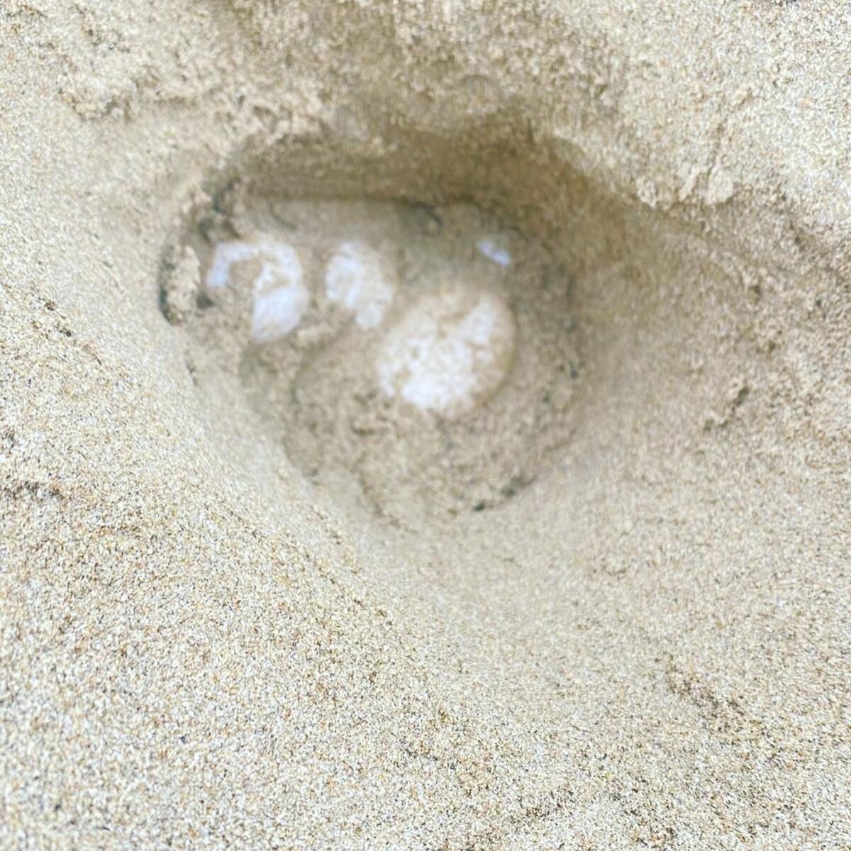 Il primo nido di tartaruga nel Lazio è ad Ardea - 