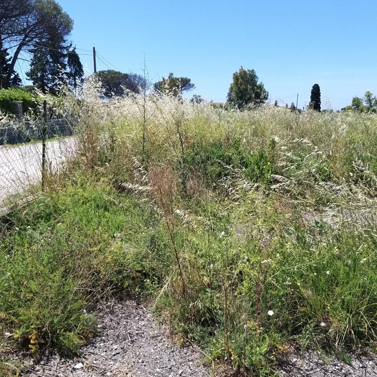 Appello del Quartiere Fossignano per la pulizia del lotti incolti: "Non tutti rispettano le regole, servono controlli" - 