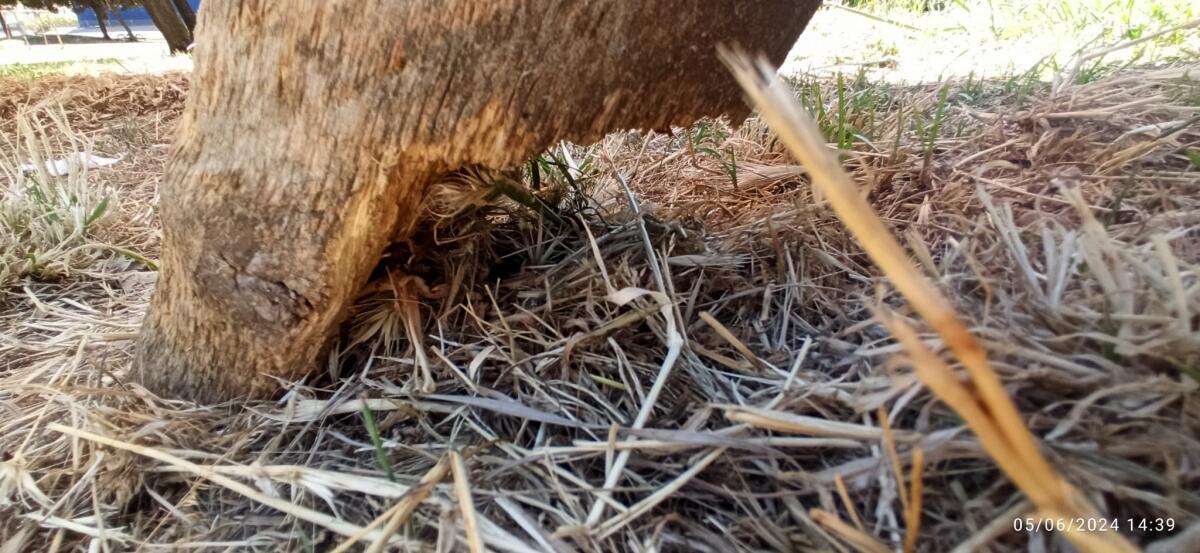 Aprilia - Dopo il "Manaresi", rischia la chiusura anche il parco Caduti di Cefalonia: "Chiesto sopralluogo alla Asl" - 