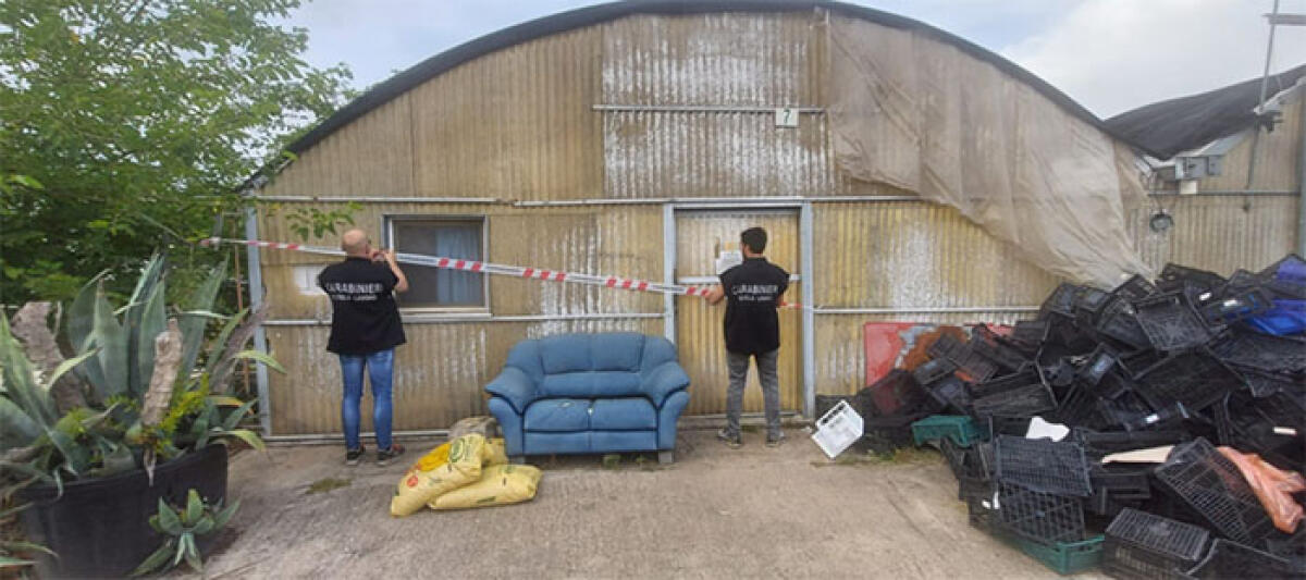 Sfruttamento del lavoro ed intermediazione illecita: blitz dei Carabinieri di Borgo Sabotino in un’azienda agricola. - 