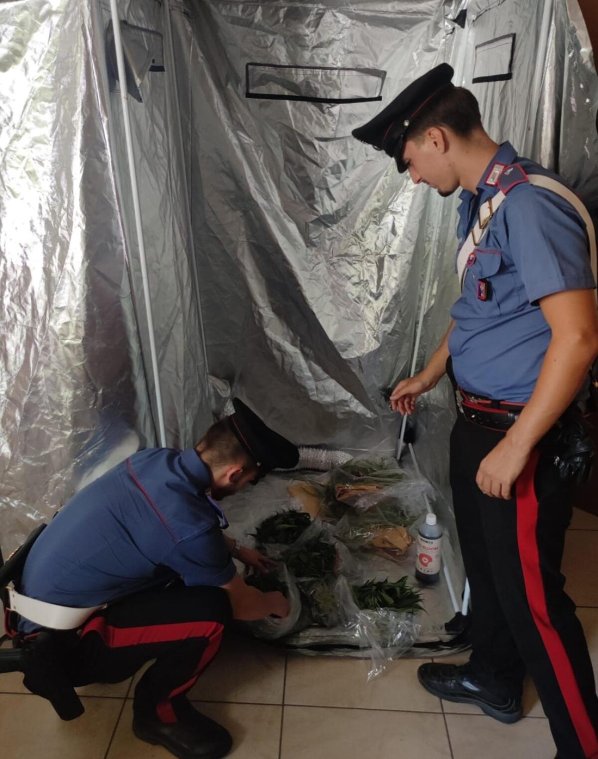 Coltivava marijuana in cantina, in auto aveva flaconi di liquido fertilizzante. I carabinieri di Pomezia arrestano un 41enne. - 