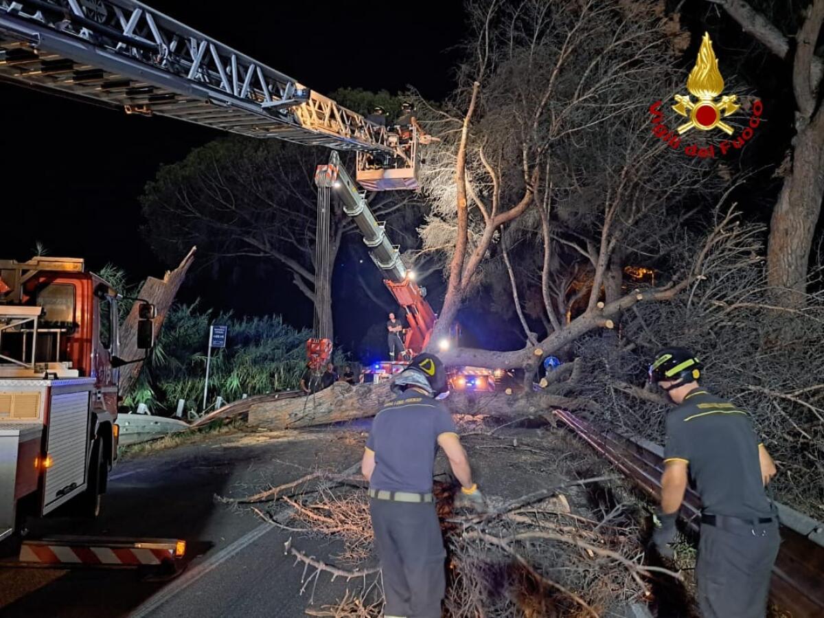 Grosso Pino precipita sull’Appia, ore di duro lavoro per i vigili del fuoco di Latina - 