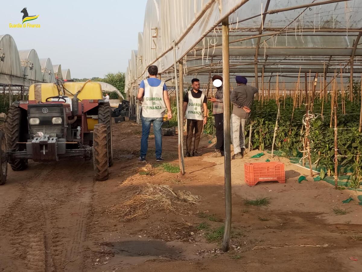 Agricoltura e lavoro: il 50% irregolari. I controlli della Guardia di Finanza - 