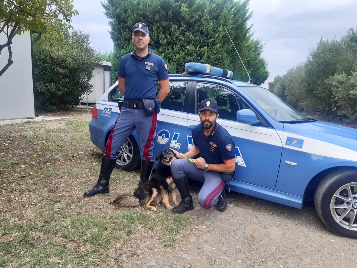 #SENONTIPORTONONPARTO: LO SPOT DELLA POLIZIA DI STATO CONTRO L’ABBANDONO DEGLI ANIMALI - 