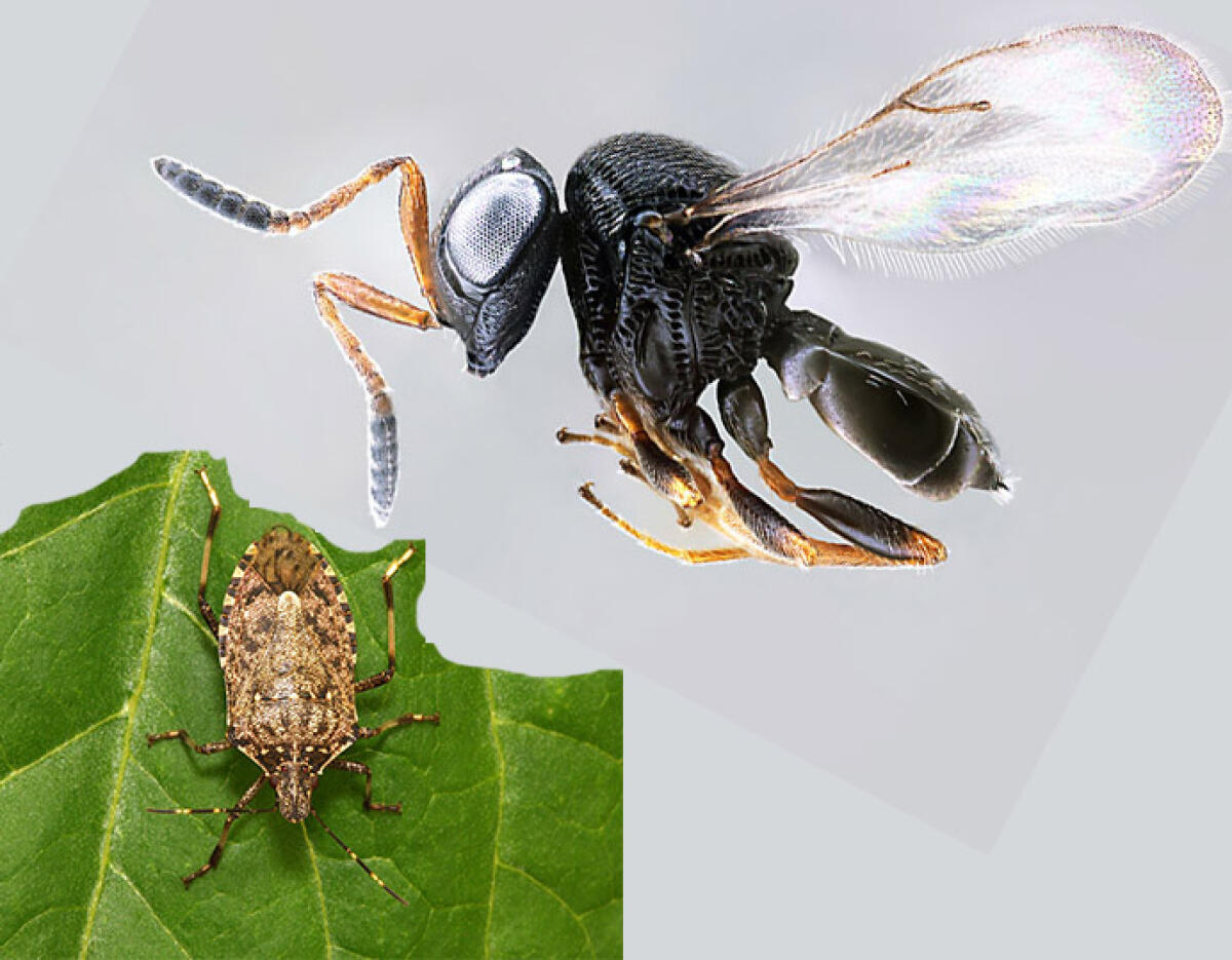 Cisterna - Arriva la vespa samurai: dovrà vedersela con la cimice asiatica - 