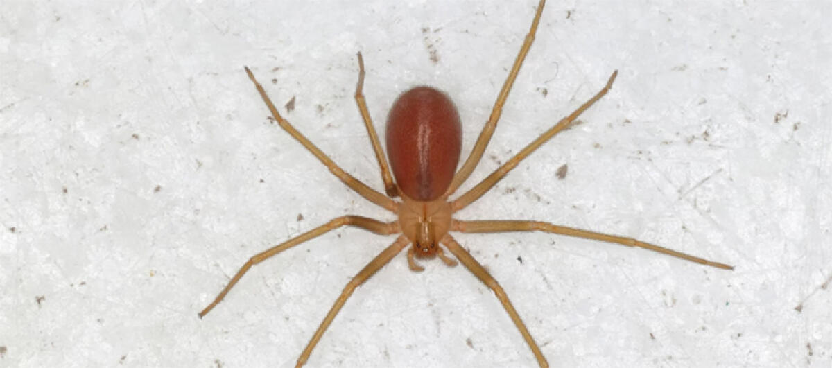 Morso da un ragno violino a Latina, 50enne finisce in ospedale - 