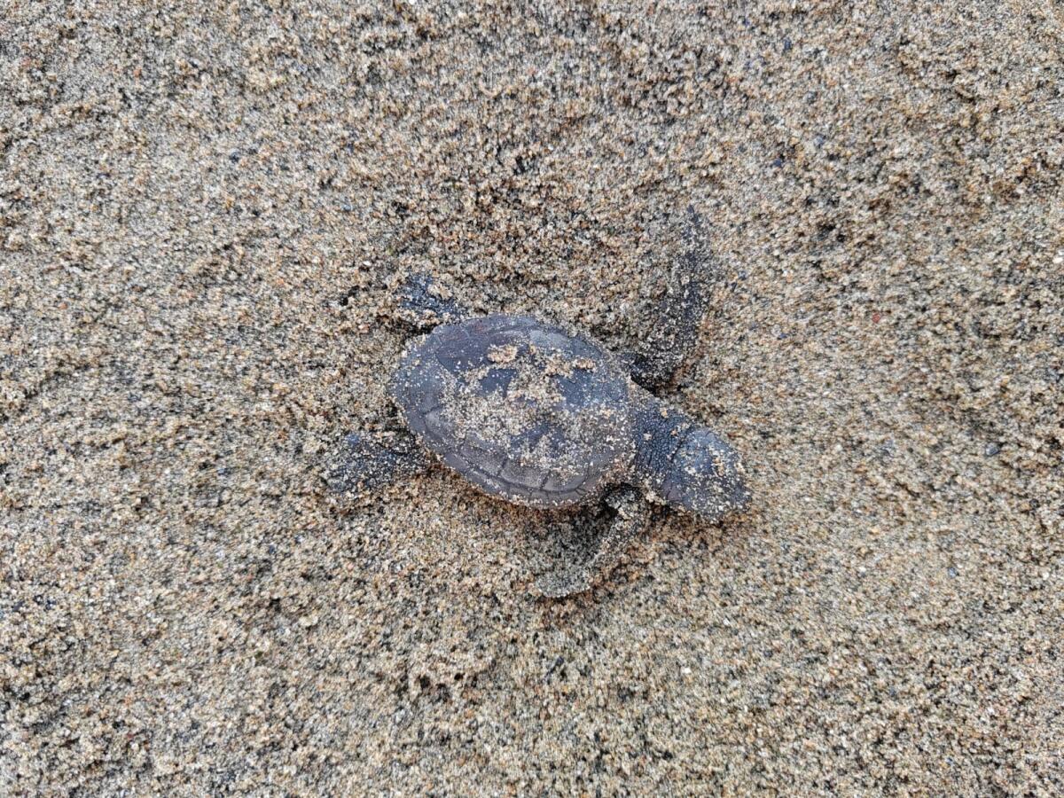 Sul lungomare di Latina nascono 82 piccole tartarughe Caretta caretta. - 