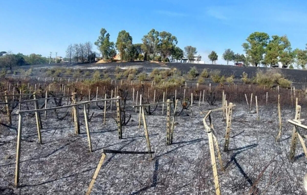 Vasto incendio nel giorno di Ferragosto ad Aprilia, in via Garlate, nella zona di Campoleone. - 