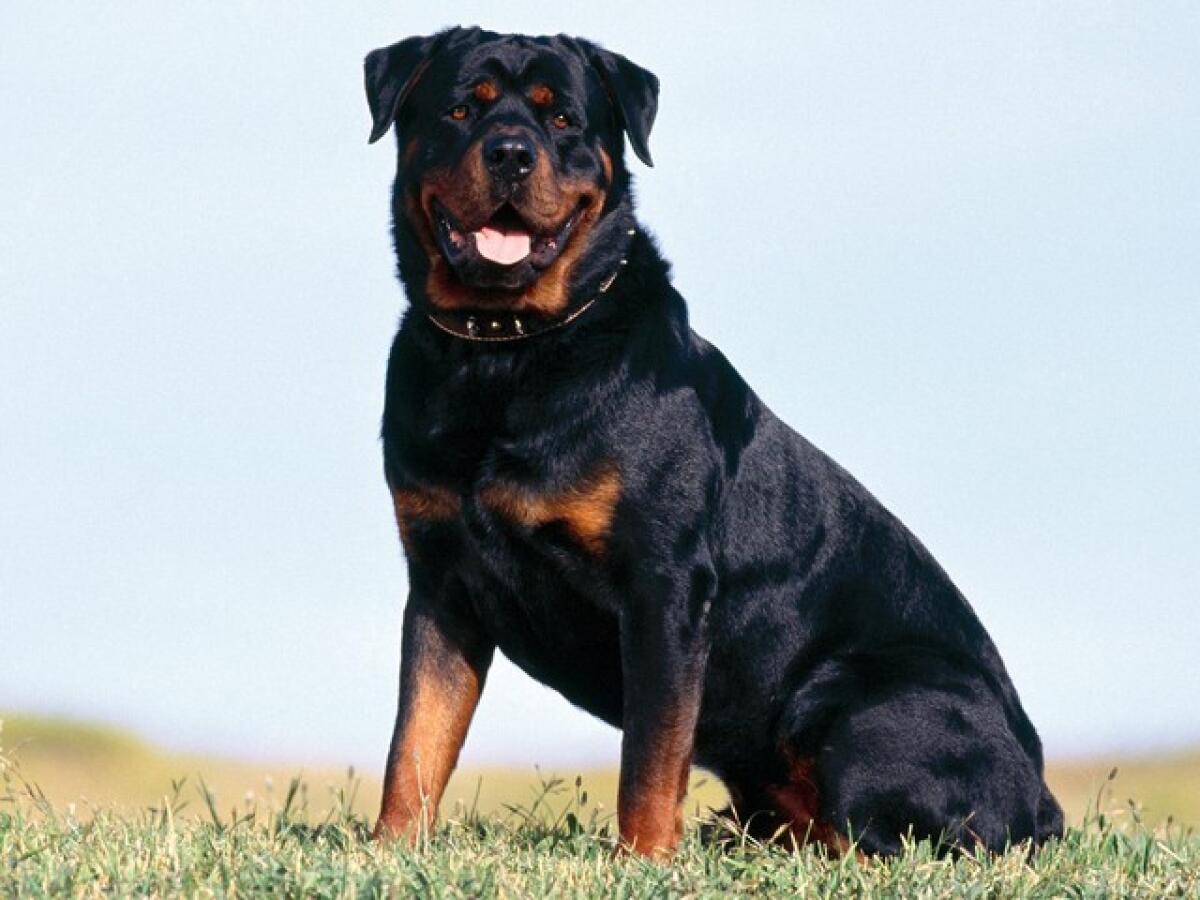 Azzannato dal suo rottweiler, 30enne di Sezze in ospedale - 