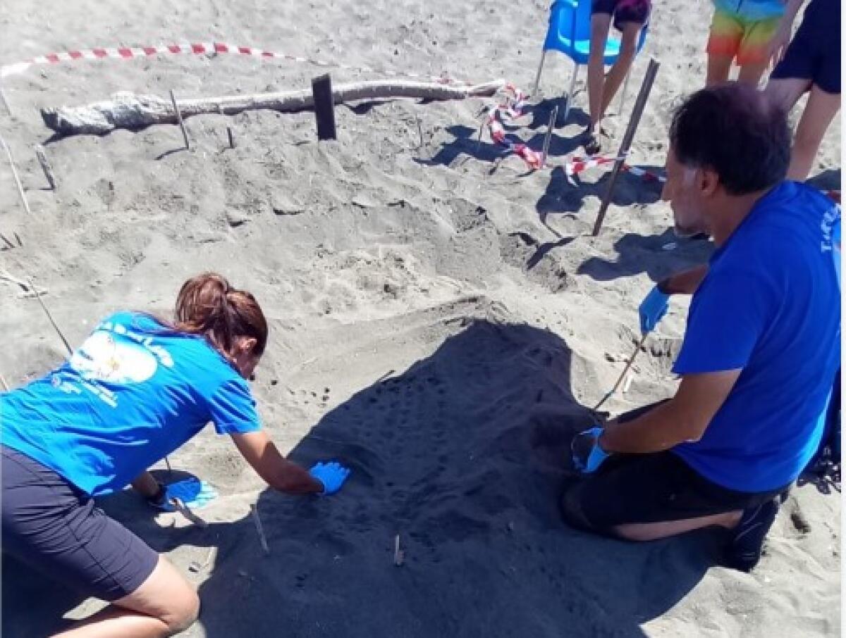 Capoportiere in dolce attesa per le Caretta caretta. Anche i granchi blu le aspettano con trepidazione - 