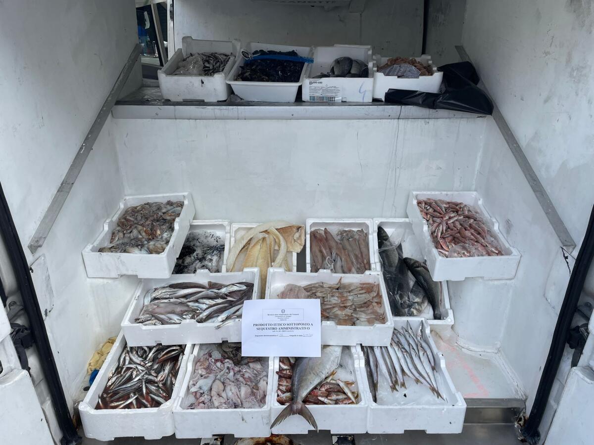 128 chili di pesce non tracciato al mercato di Sabaudia, scatta il sequestro - 