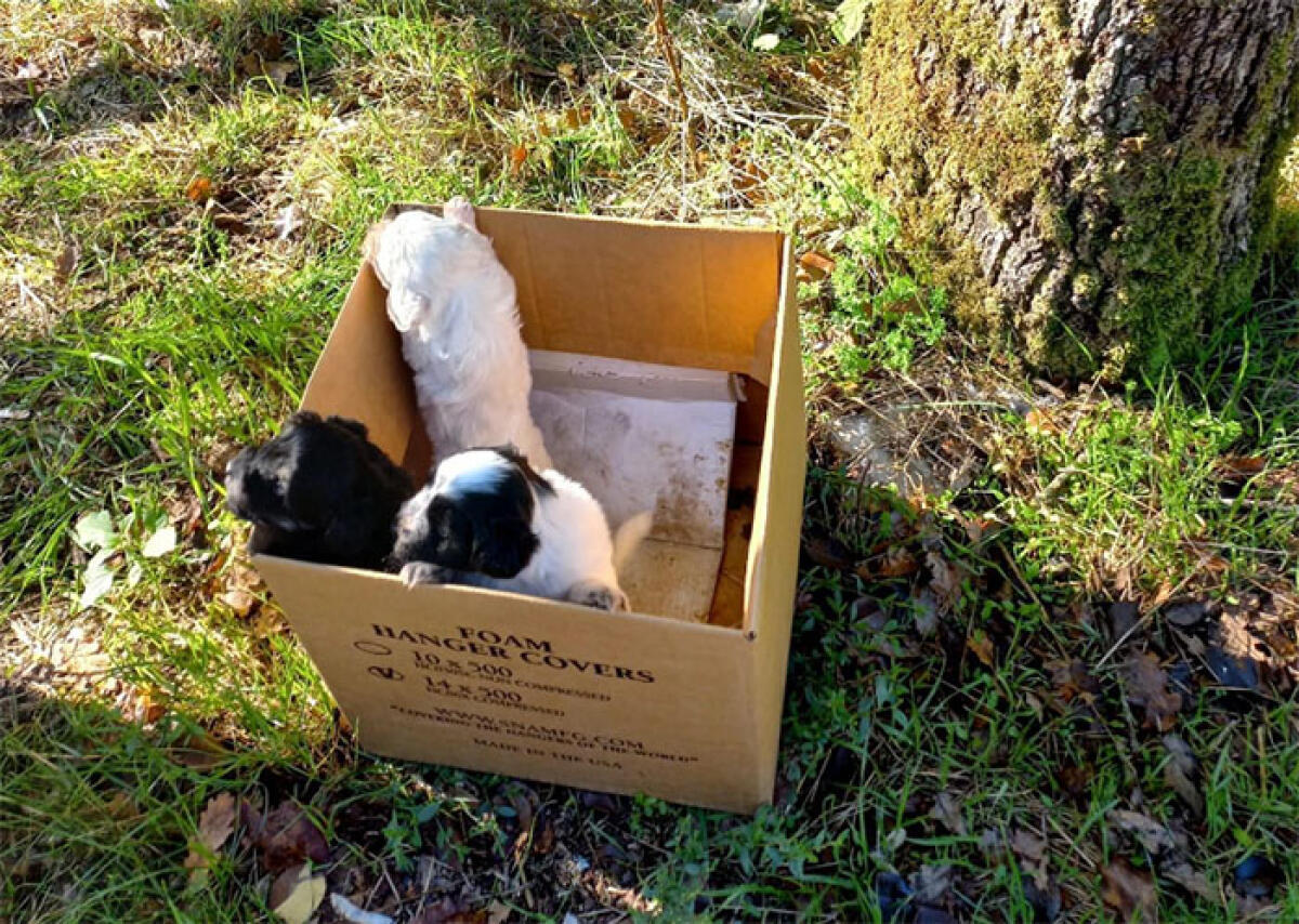 Tre cuccioli di cane abbandonati in una scatola di cartone, in un canale di scolo. Recuperati dai Carabinieri di Lenola. - 