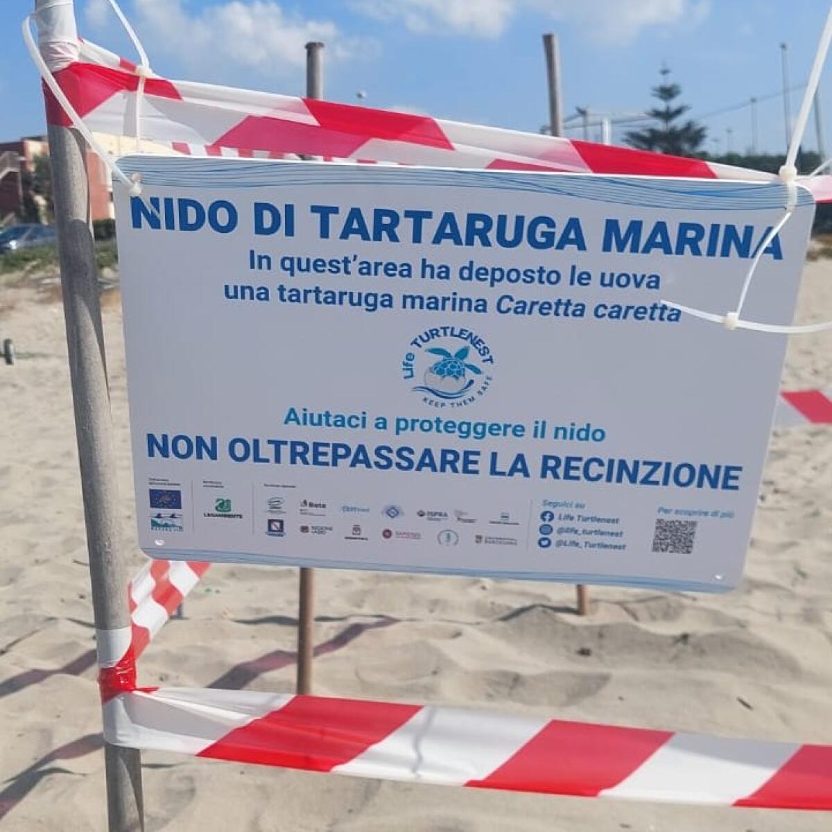 Un nido di Caretta Caretta sul litorale di Torvaianica - 