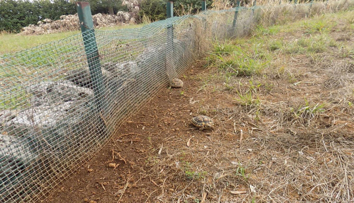 14 tartarughe protette nel proprio terreno, due denunce a Cisterna - 