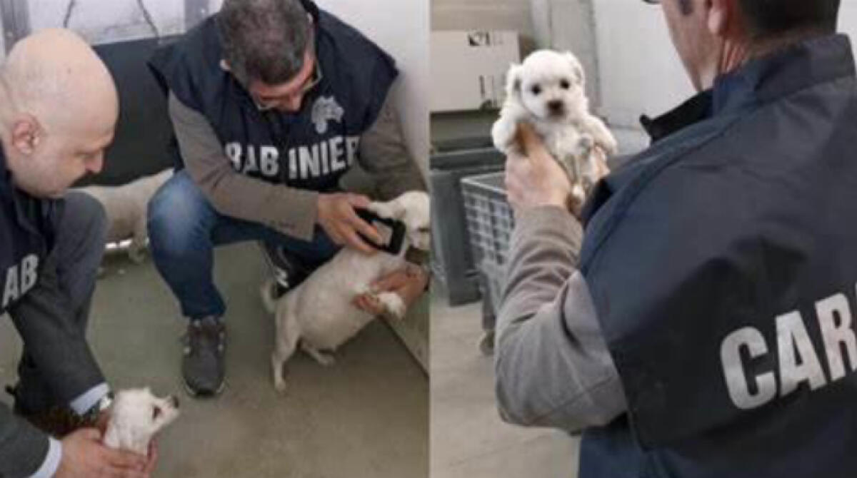 Allevamento abusivo di Chihuahua a Cisterna: multa da 1.500 euro per il proprietario - 