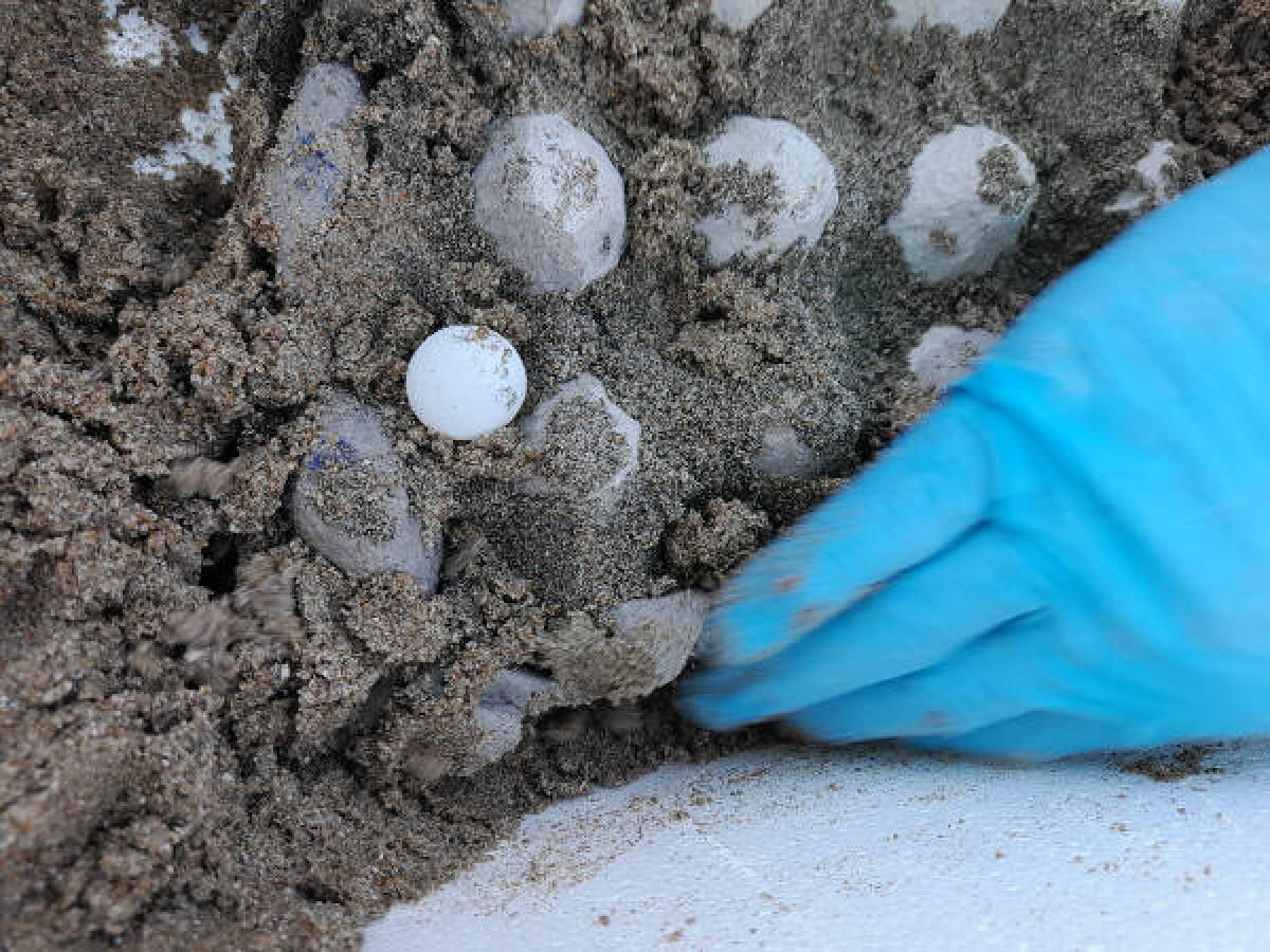 Tartarughe, da Fondi a Civitavecchia un'estate emozionante: il bilancio del WWF - 