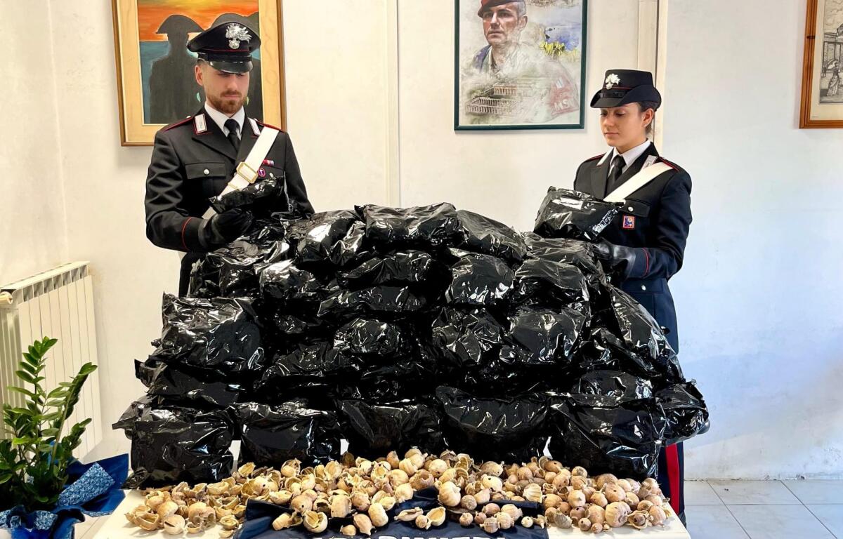 Un arresto e 12 chili di oppio sotto sequestro ad Anzio. Nuova operazione antidroga nel quartiere Zodiaco. - 