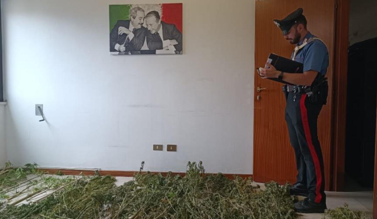 54 piante di marijuana in casa e altre piantante in giardino: 44enne in arresto nel sud pontino - 