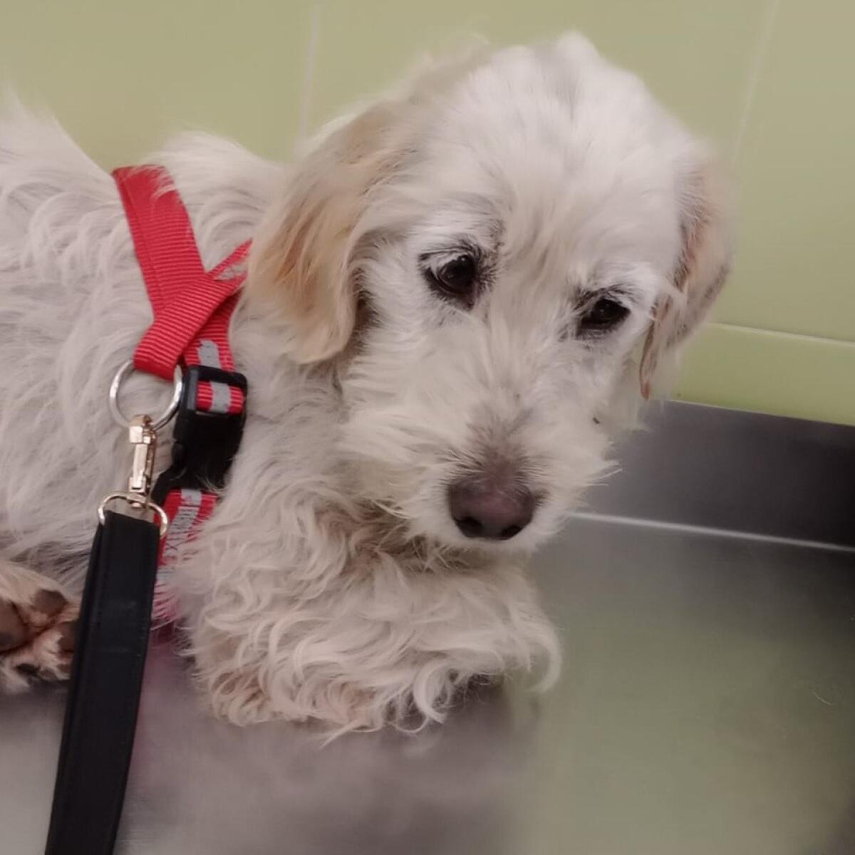 Pomezia - Cagnolina ferita con un fucile a pallini, "Vergognoso" - 