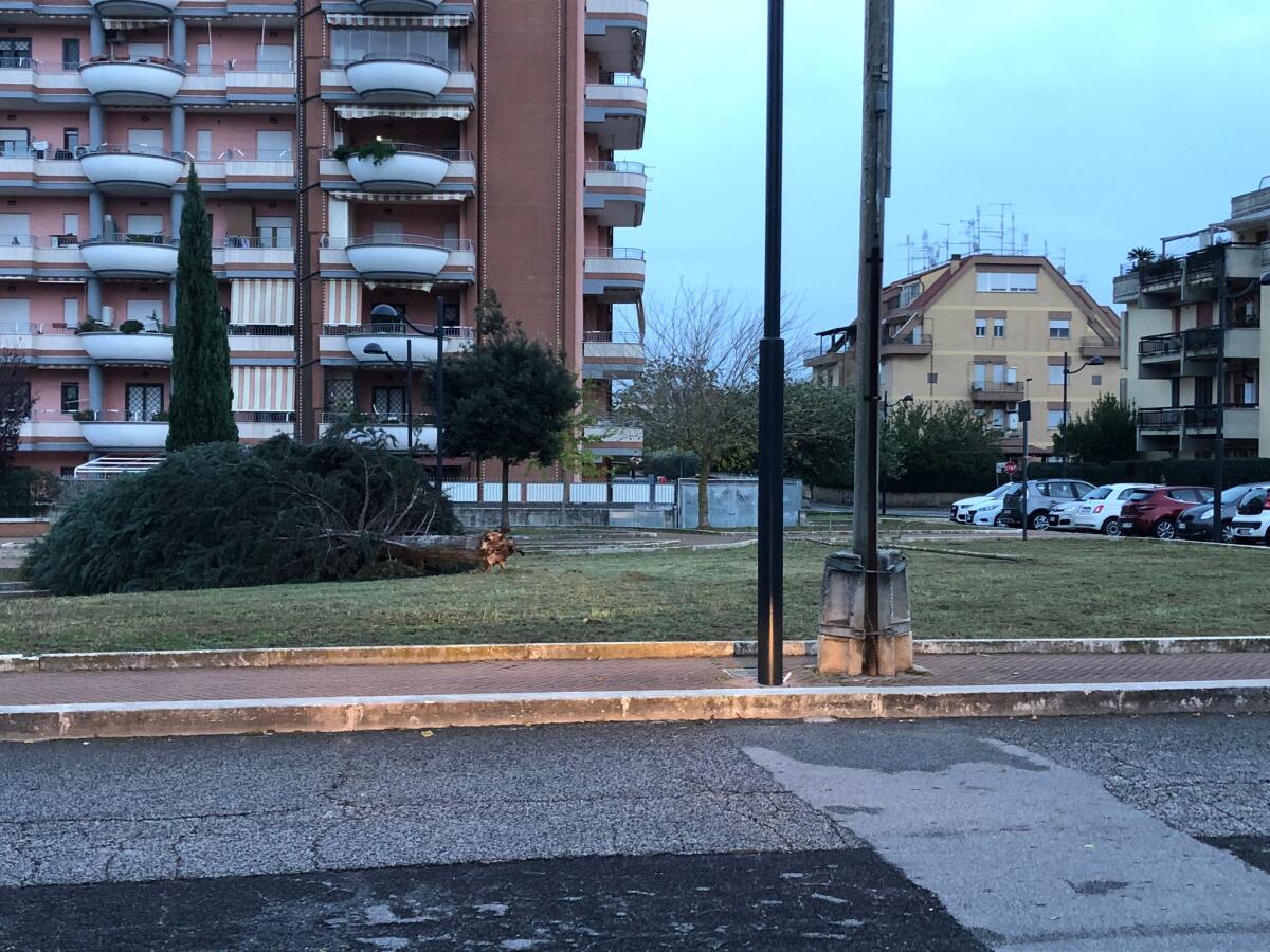 Crollo di alberi e rami pericolanti ieri per il forte vento: un albero, ad Aprilia, si abbatte sul prato del parco via Gramsci. - 