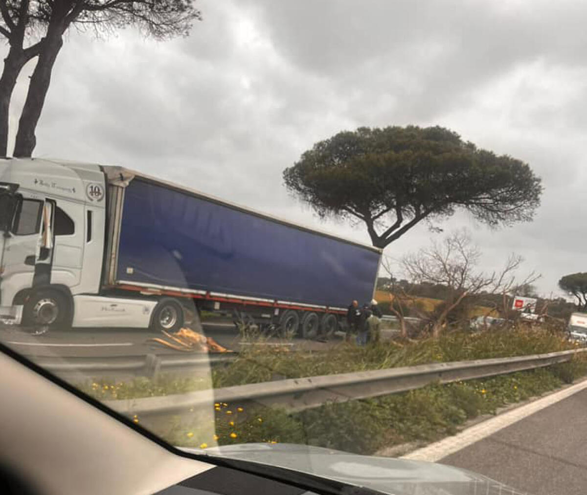 Grosso ramo precipita sulla Pontina - 