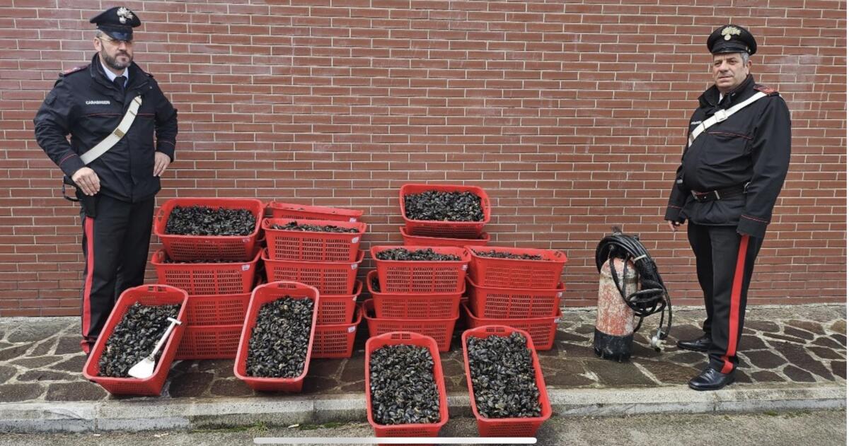 Trovati con 500 chili di cozze pescate senza autorizzazione, maxi multa da 16mila euro - 