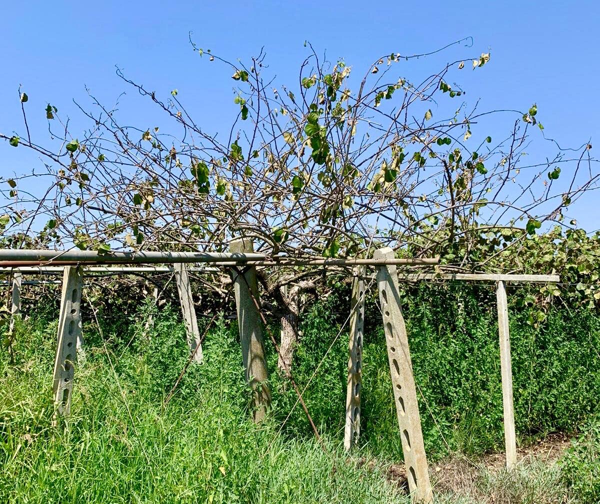 La crisi idrica minaccia la coltivazione del kiwi a Cisterna, Aprilia e Latina. Tripodi (FI) scrive al Ministero dell’Ambiente e alla Regione. - 