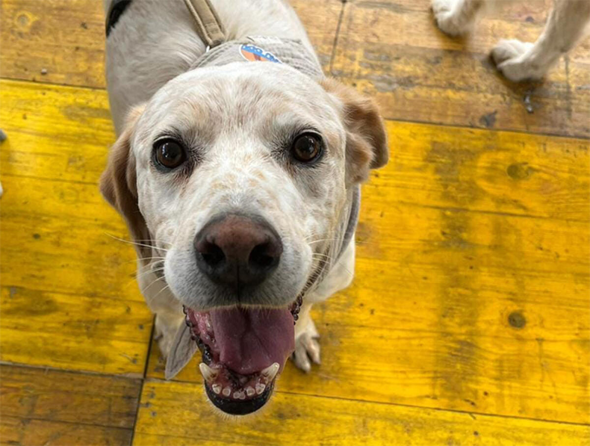 Randagismo, il Comune di Aprilia recluta le associazioni di volontariato - 