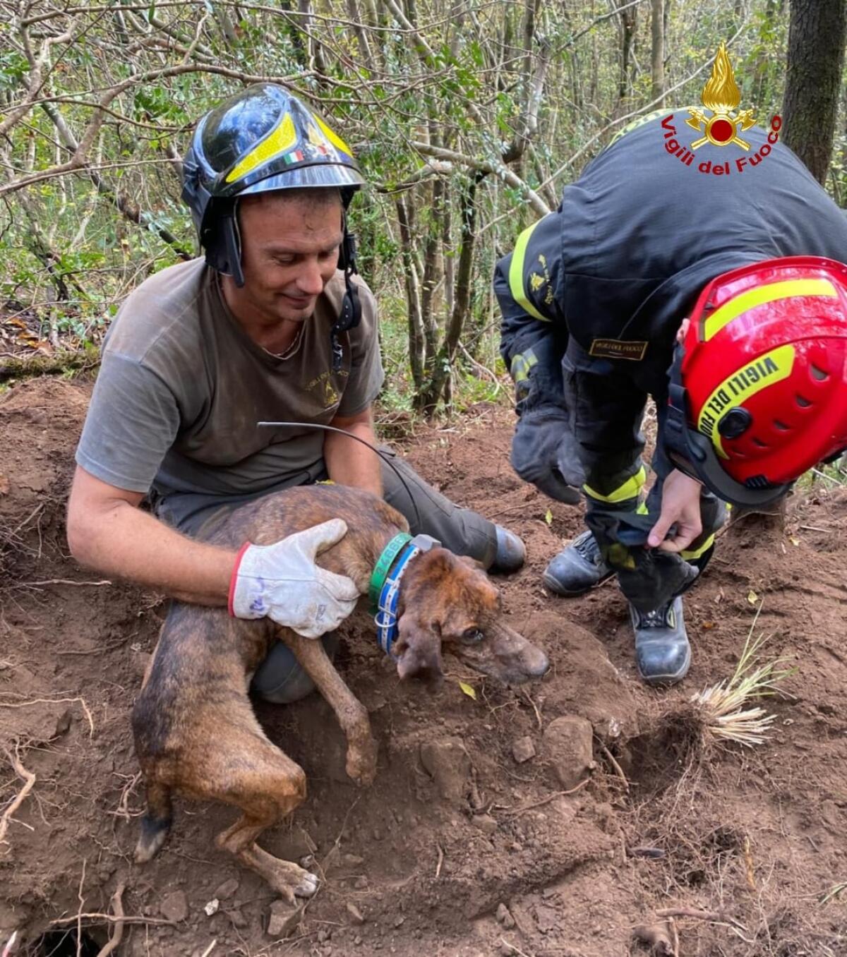 “Fulmine”, finito nella cavità di un terreno, salvato dai vigili del fuoco del Comando Provinciale di Latina. - 