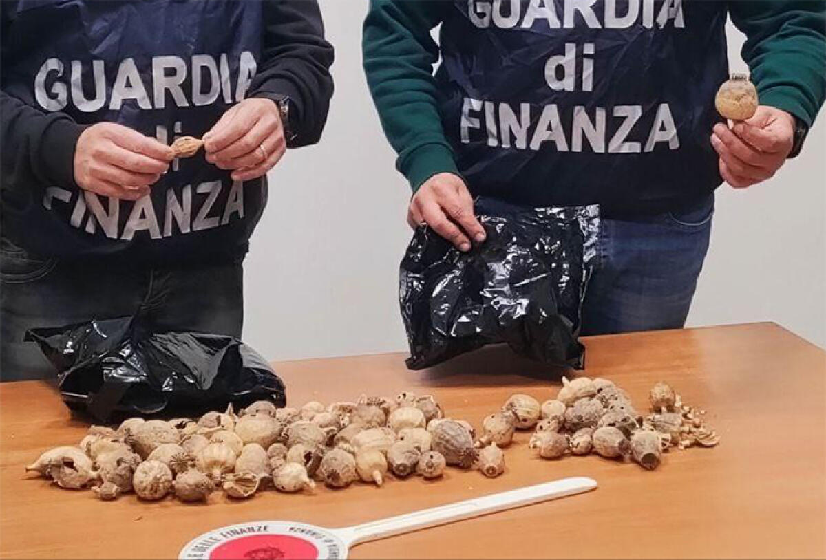 Circa 100 bulbi da papavero da oppio sequestrati dalla Guardia di Finanza di Terracina. - 