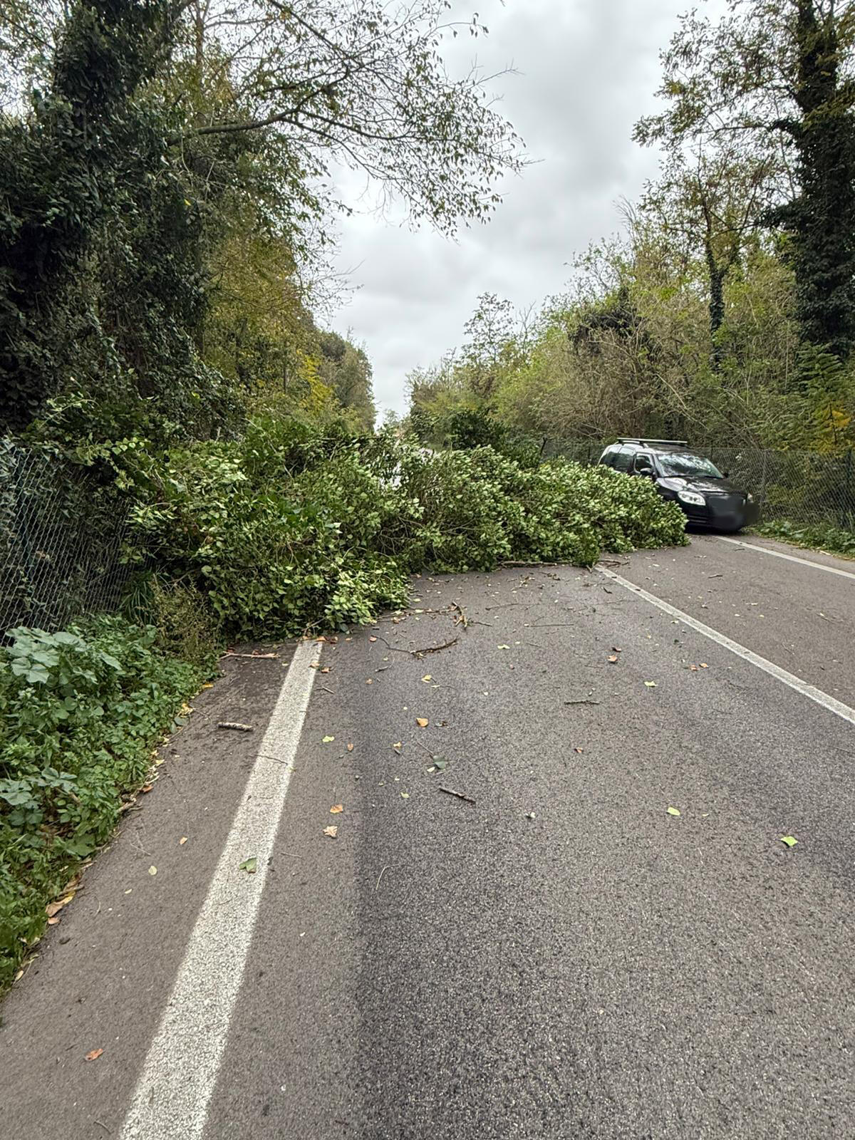 Albero cade sulla Pontina Vecchia - 