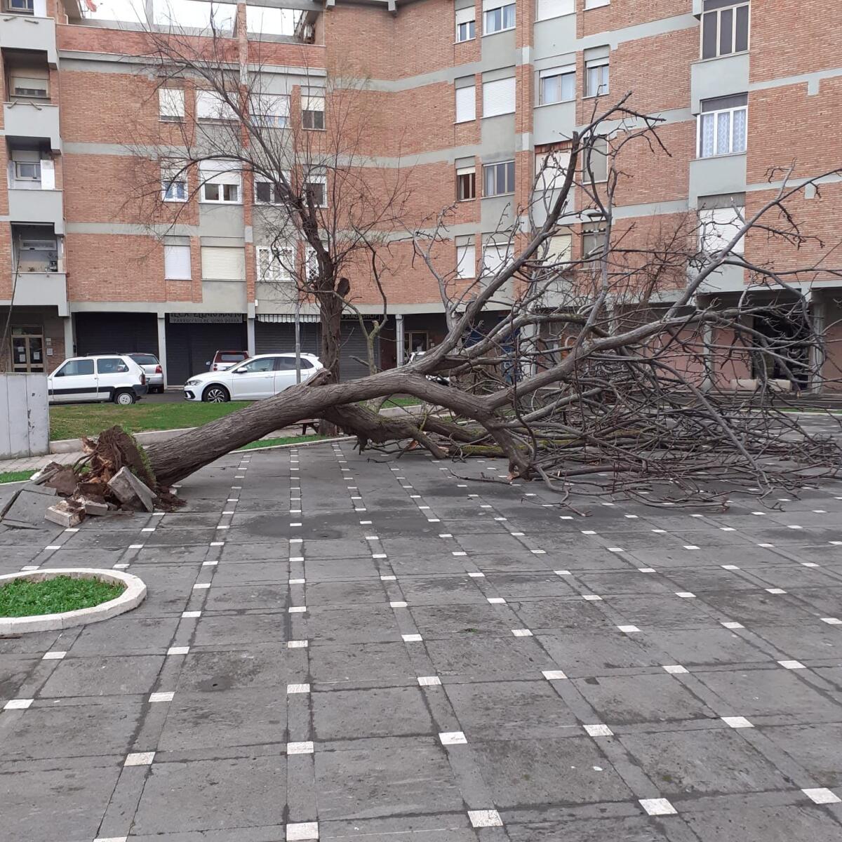 Albero cade ad Anzio Colonia - 
