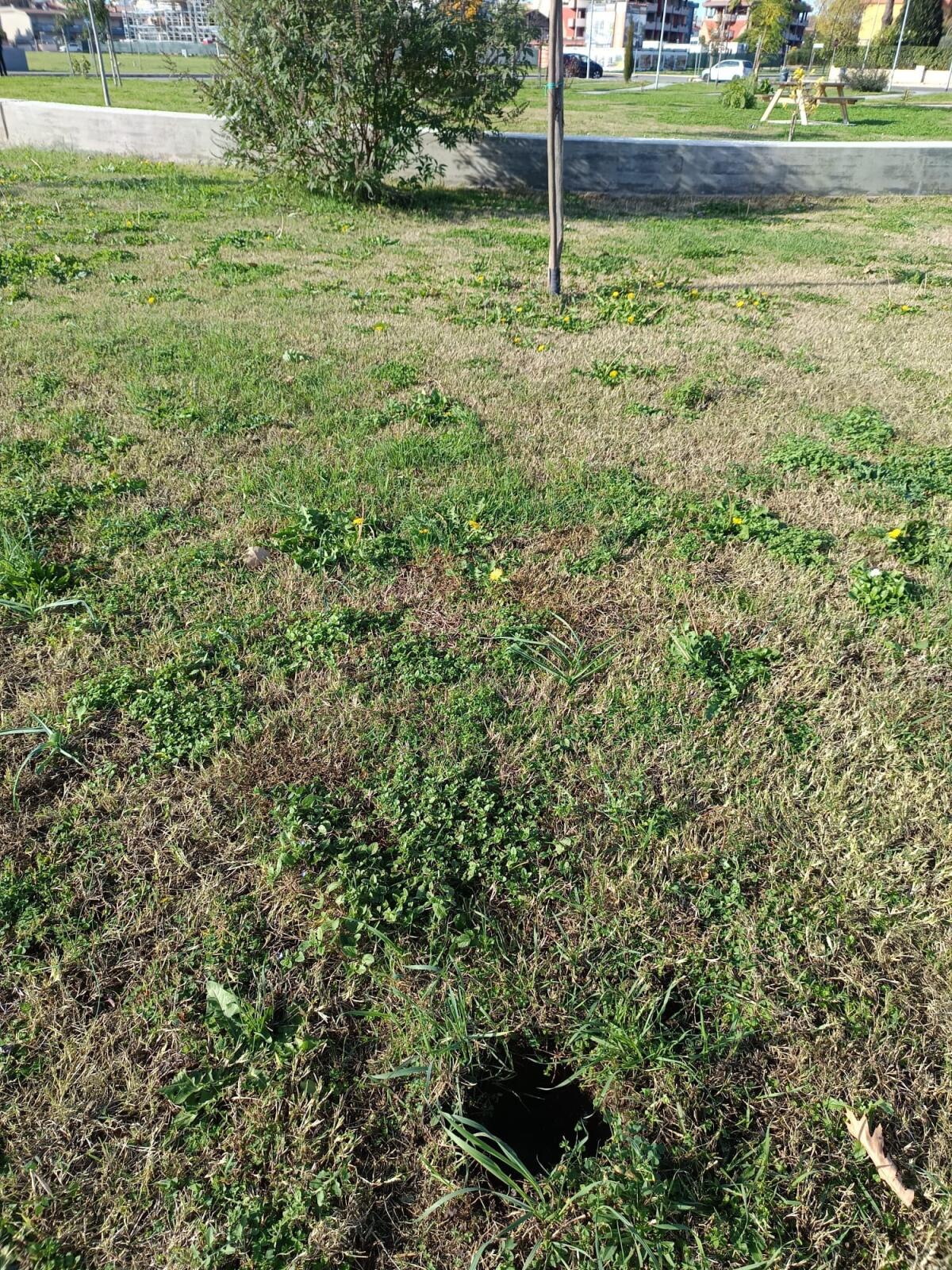 Aprilia - Sparisce un cipresso dal parco Fiorentini: "Chiediamo videocamere" - 