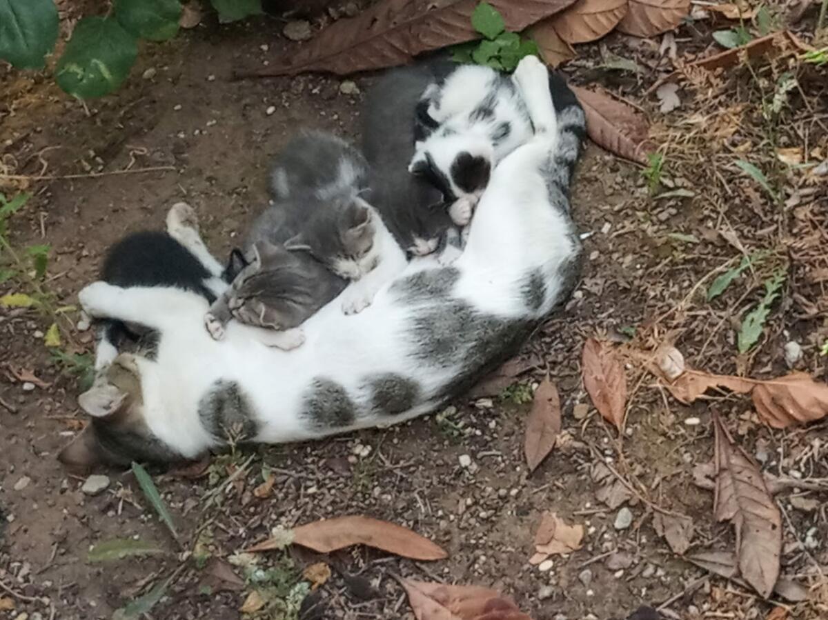 Un rifugio per i cani e i gatti di Anzio e Nettuno: la proposta della Rete NoBavaglio - 