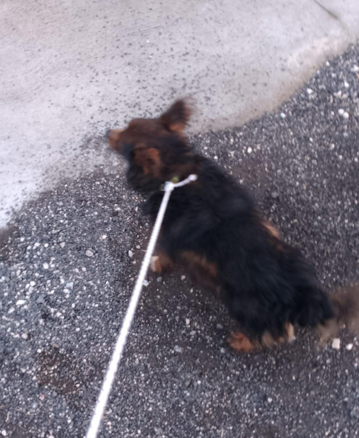 Cagnolino cade in un fosso a Cisterna, salvato dalla Protezione Civile - 