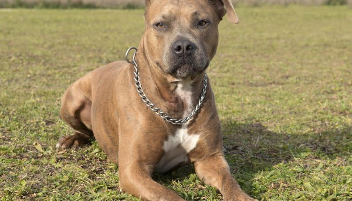 28enne sbranata e uccisa dai pitbull a Latina: il proprietario dell’abitazione si presenta in Questura. - 