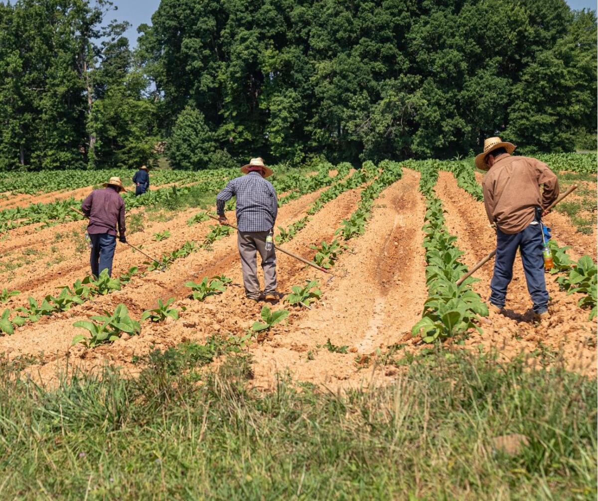 Bracciante intossicato nei campi, la Cgil Latina: "Regione riapra nuovo tavolo" - 