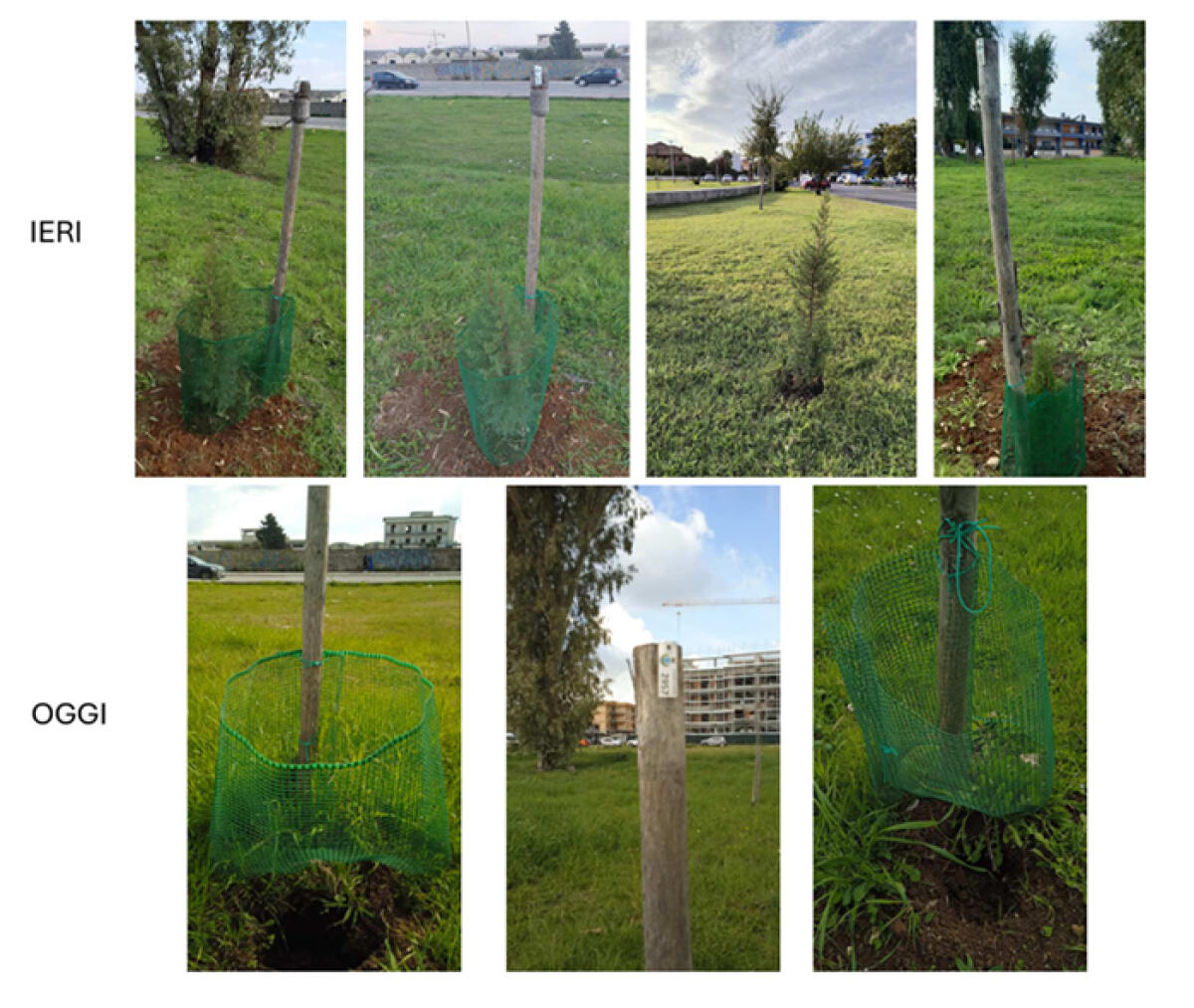 Alberi sradicati da terra nell’area verde pubblica adiacente al Parco “Fiorentini” di Aprilia. La denuncia. - 