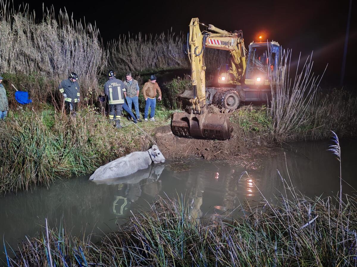 Mucca finisce in un canale nel sud pontino, salvata dopo ore di intervento - 