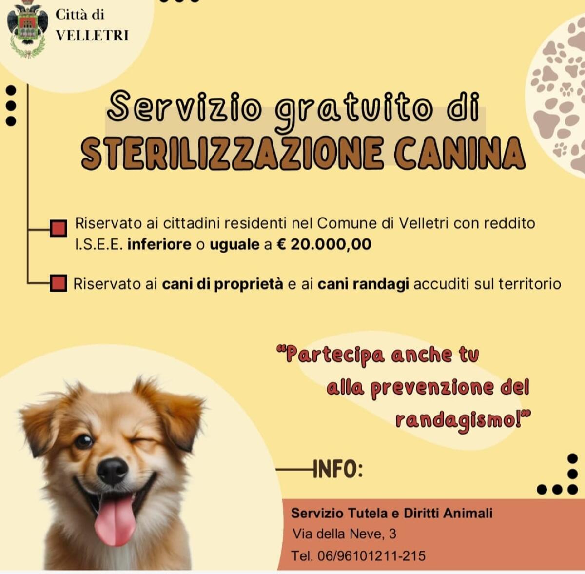 Il Comune di Velletri avvia un progetto di sterilizzazione gratuita per i cani vaganti e di proprietà. - 