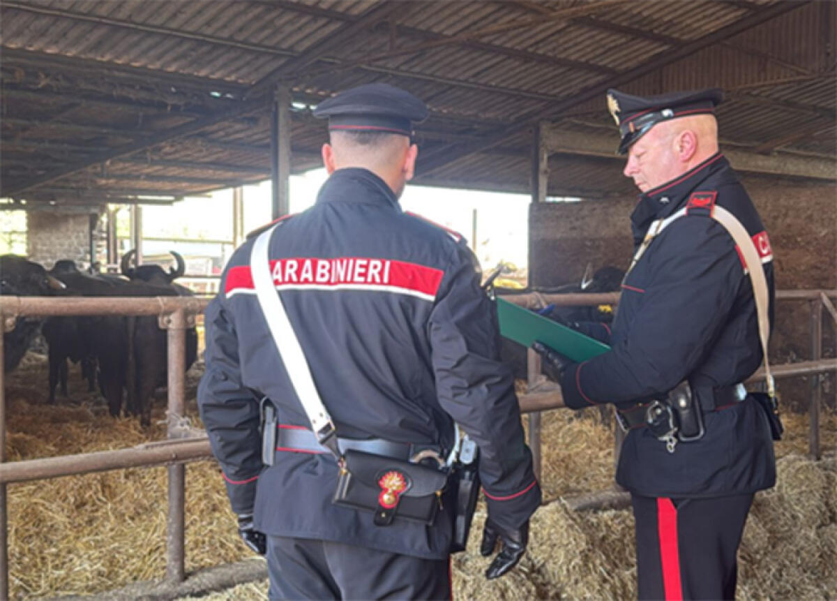 Ispezione dei Carabinieri in un allevamento bufalino a Maenza: denunciata la titolare. - 