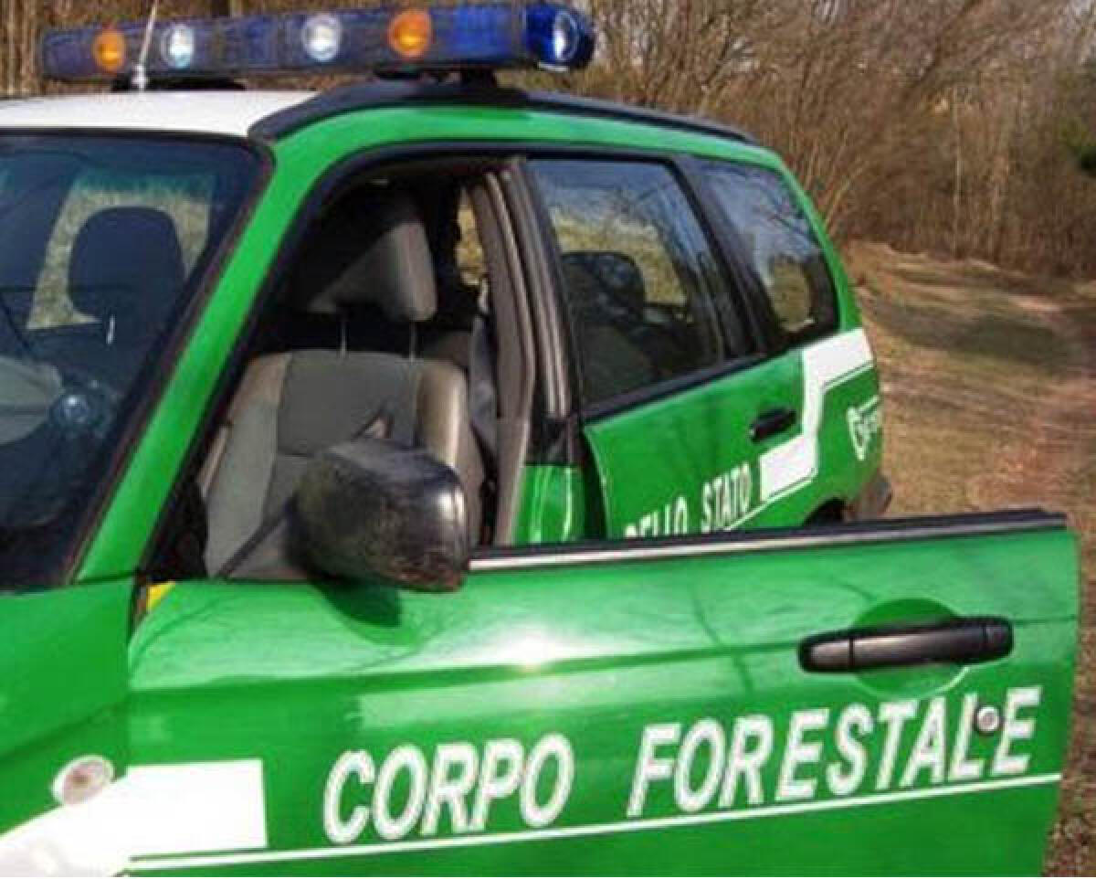 Incendi boschivi, in arresto il presunto mandante: è il presidente dell'Anc di Sabaudia Enzo Cestra - 
