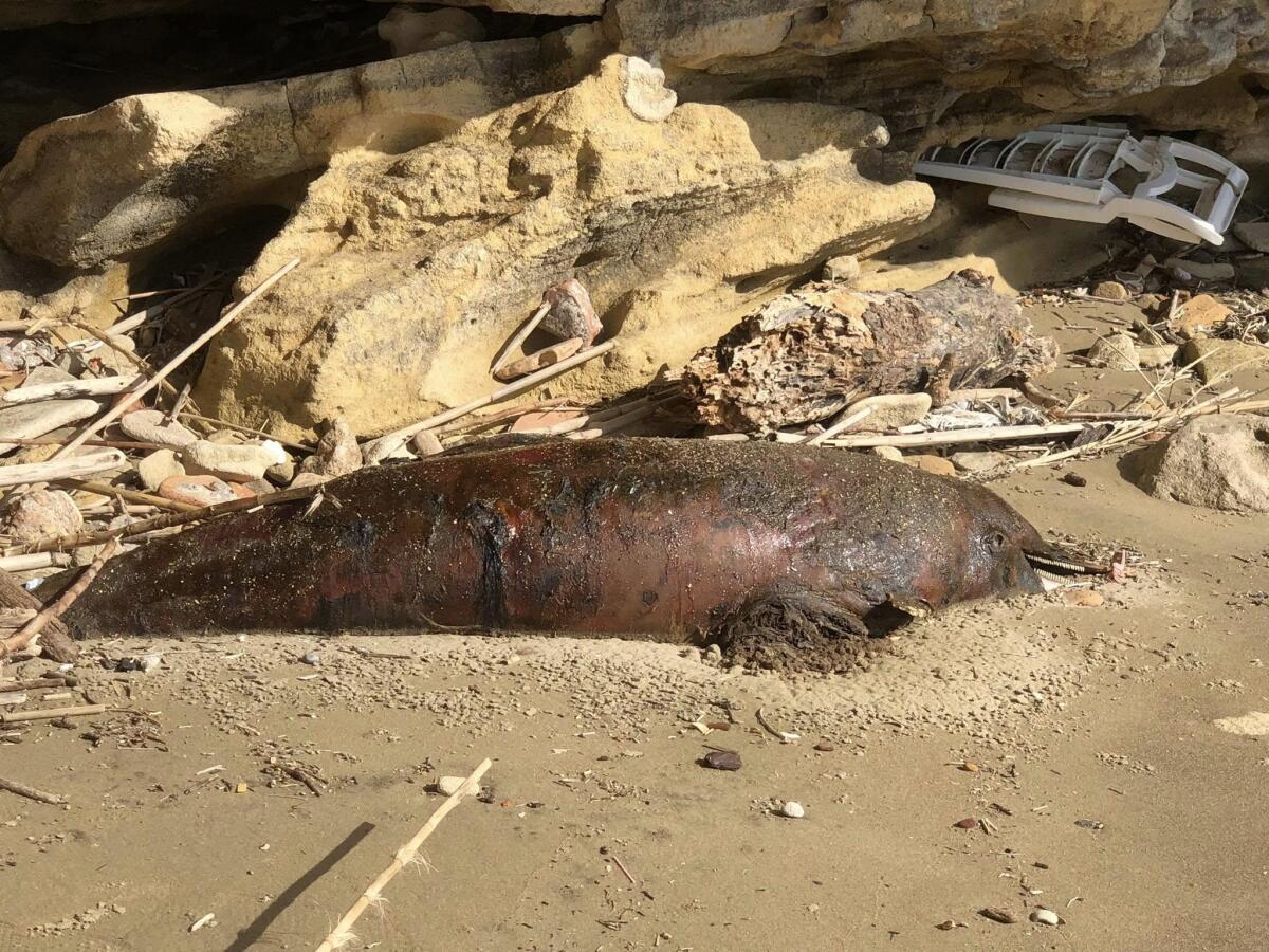 Un delfino in putrefazione sulla spiaggia delle Grotte di Nerone, ad Anzio. - 