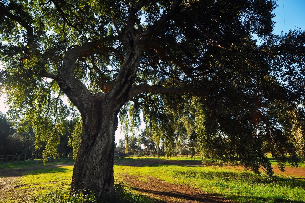 Bosco “Il Filetto”: il Comune di Cisterna dice “no” alla Regione sulla gestione all’Ente Parco dei Castelli Romani. - 