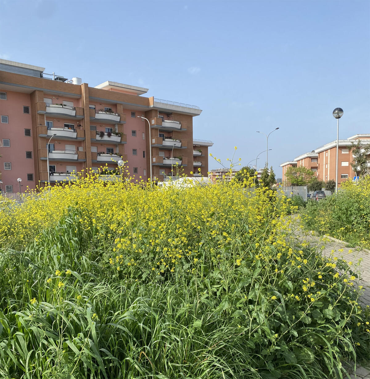 Aprilia, area verde in via Marsica: un parco o una giungla? - 