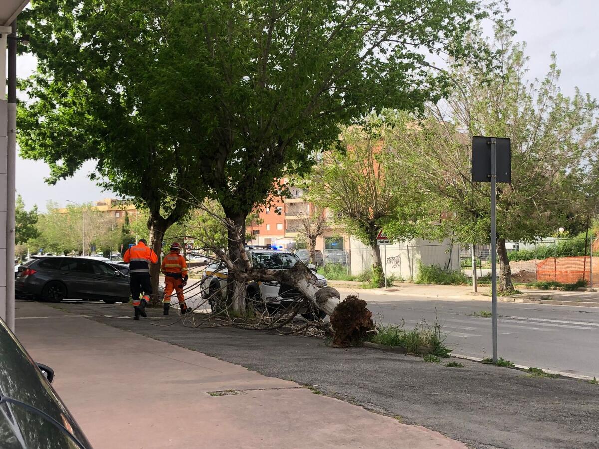 Alberi crollano ad Aprilia per il forte vento: da via Aldo Moro a via Fossignano - 